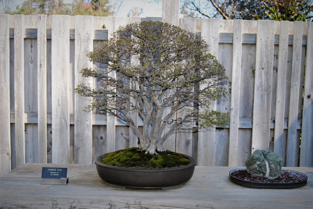 NatesNursery's tweet photo. Design and Critique #9 - Chinese Elm - #Bonsai #Critique #BonsaiDesign https://t.co/vd29pB2MGq https://t.co/ughyl0mV1Q