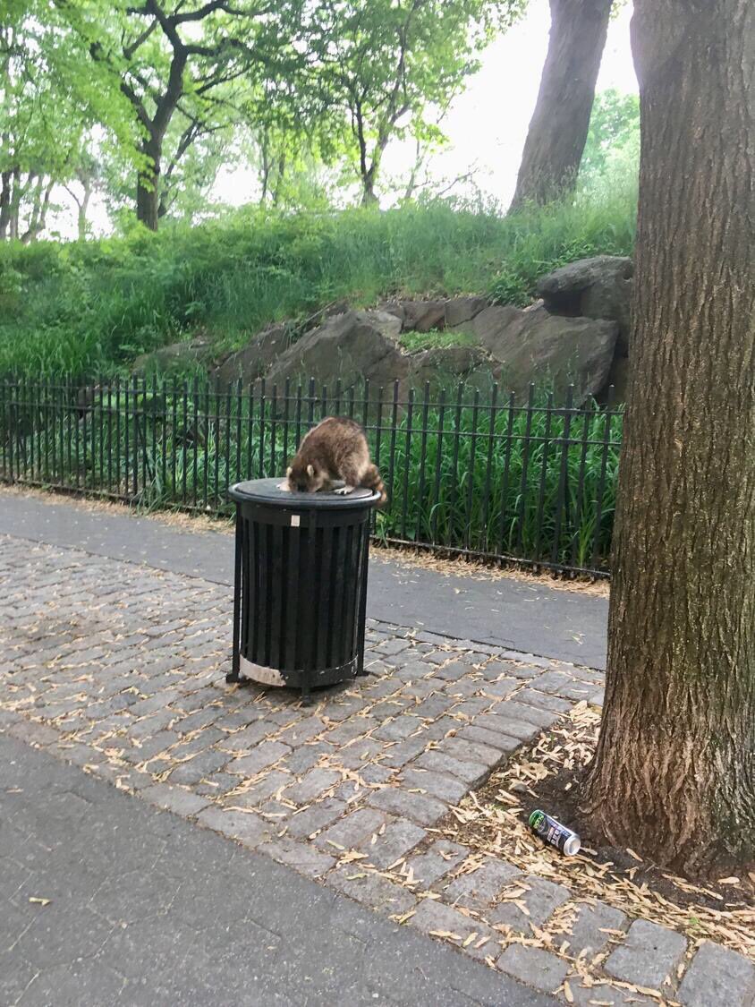 This is not ideal <a href="/westsiderag/">westsiderag</a>...h/t to Janice on <a href="/Nextdoor/">Nextdoor</a> nextdoor.com/post/111877255…