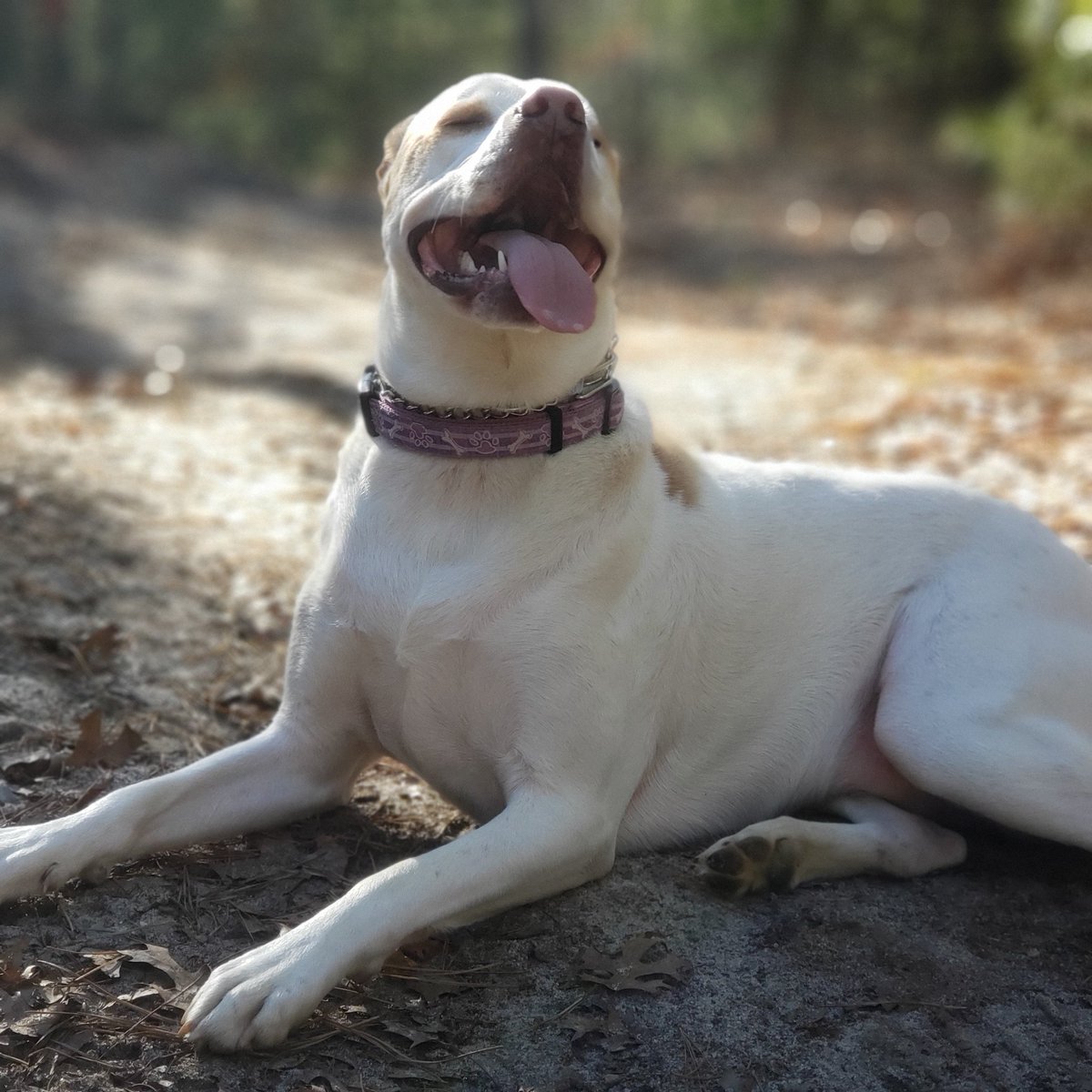 Kevin_Moran14's tweet photo. From a box on the side of the road in Mississippi to a warm bed in Massachusetts #rescuedogday https://t.co/c8k90RPbRm