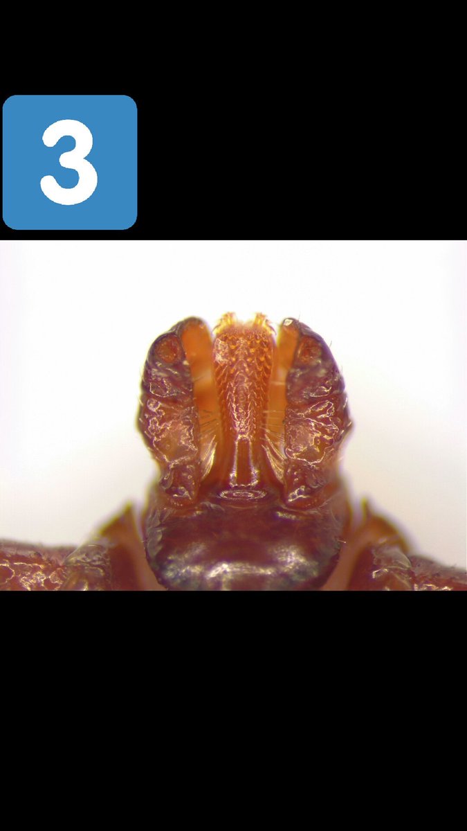 nsfernandez91's tweet photo. Image 1 is a lone star tick, 2 is a deer tick, 3 is a dog tick, observe the differences with their mouth parts. @LymeBasics @LymeWarriorUS https://t.co/WxDmJhrdhY