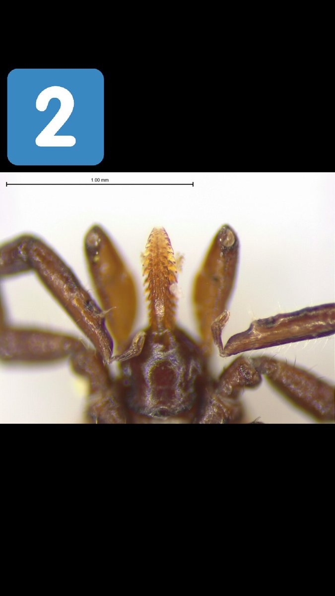 nsfernandez91's tweet photo. Image 1 is a lone star tick, 2 is a deer tick, 3 is a dog tick, observe the differences with their mouth parts. @LymeBasics @LymeWarriorUS https://t.co/WxDmJhrdhY