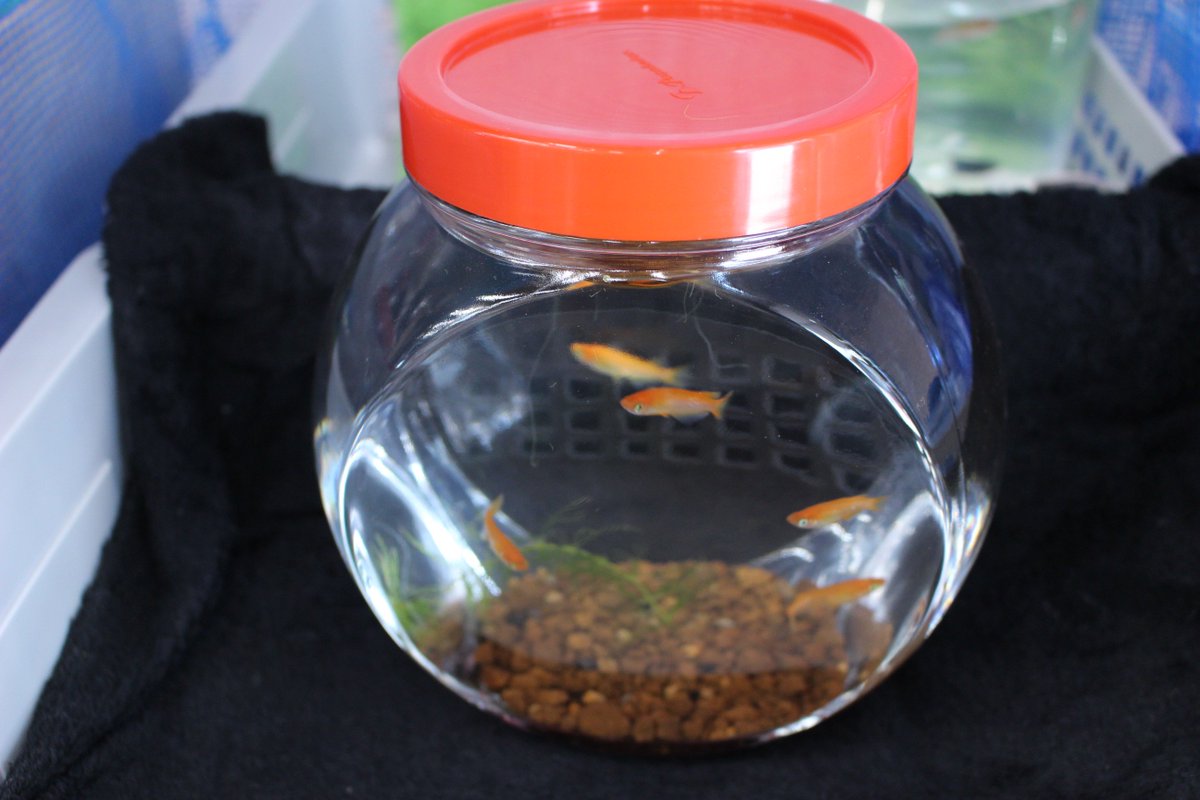 いんふぉ 相双 6月9日 日 10時 15時 道の駅かくだ でめだか特選市を開催 宮城めだかの会と福島めだか愛好会の展示即売会です 稀少価値があるメダカや各ショップ ブリーダーが厳選したメダカを販売 近藤真彦さんがカーレースかメダカか ガチで