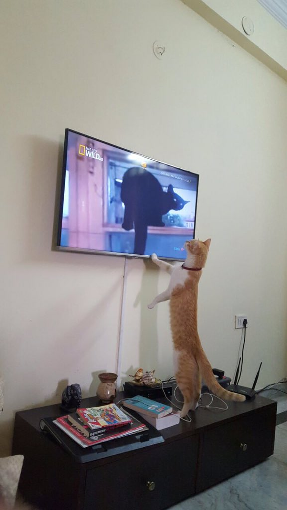 VaishBhandary's tweet photo. @DAILY_KITTEN_ Nemo, watching the @NatGeo https://t.co/6bNVpZCwxr