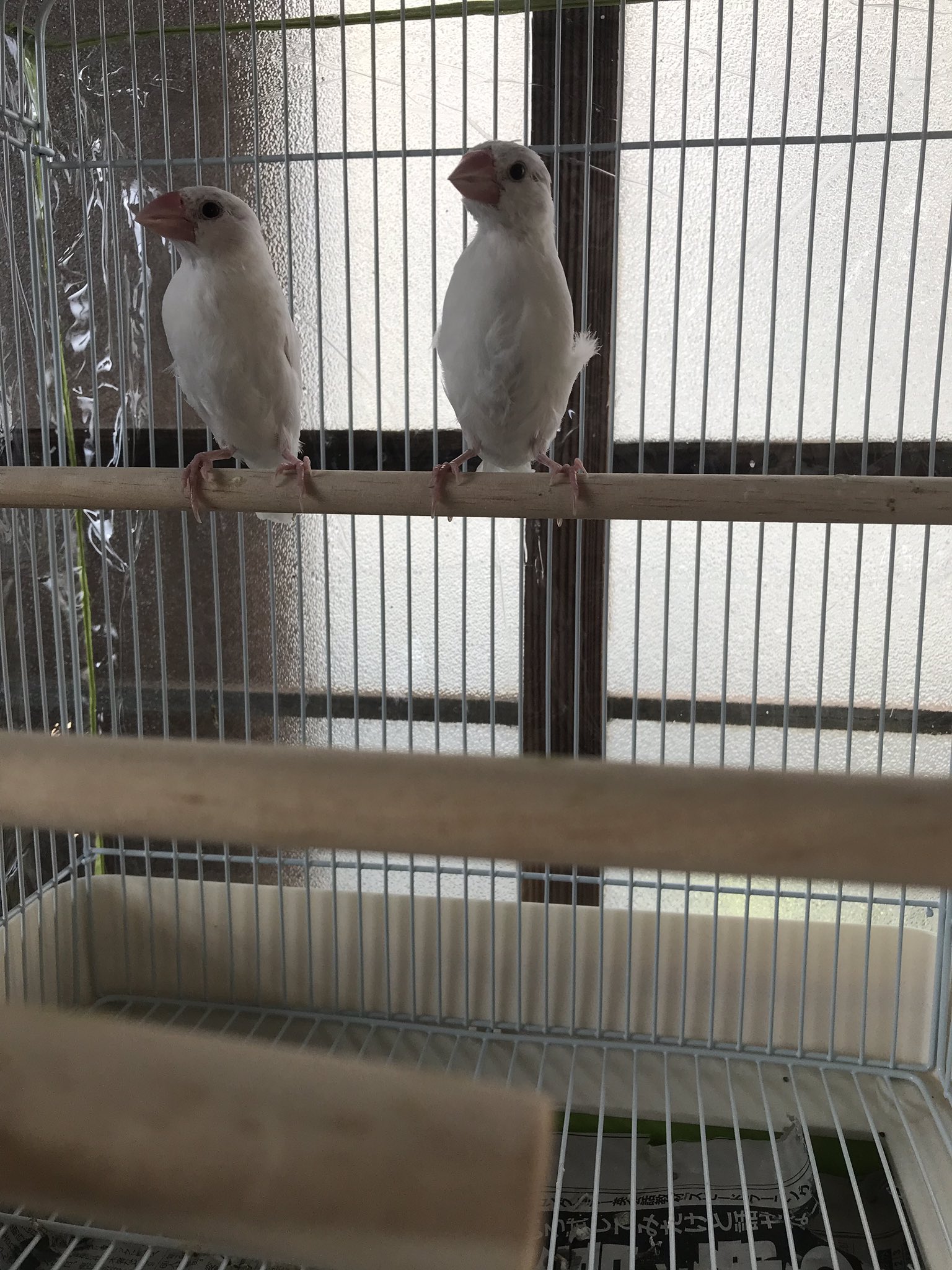 文鳥 In 可愛い文鳥たち 文鳥 In 可愛い文鳥たち