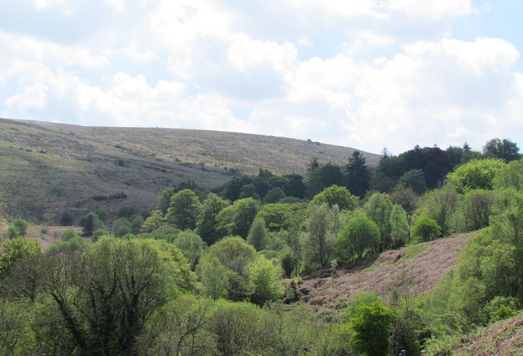 It's been one of the best ever years for Bluebells on Dartmoor - pictures attached from Skaigh Wood and Upper Taw Valley (Sticklepath/Belstone).
