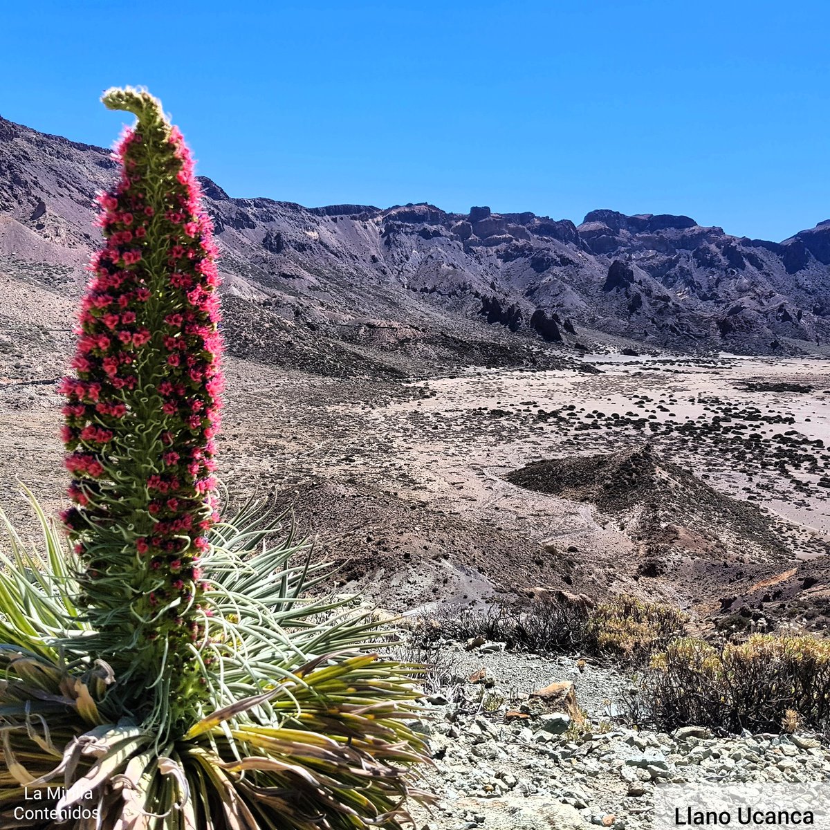LamirillaCont's tweet photo. Buenos días... Por mucho que los he visto, simpre disfruto plenamente con el reencuentro del Tajinaste. Feliz martes 💕

#BuenosDiasATodos #FelizMartes #picoteide #IslasCanarias #nature #TENERIFE #canaryislands https://t.co/FAz32djbp7