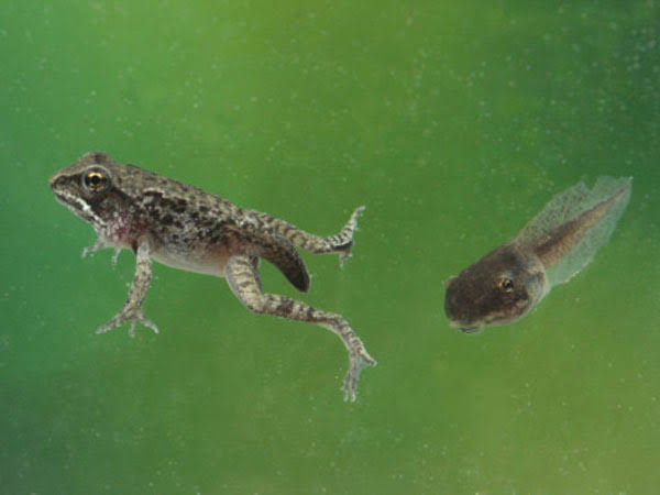 Perubahan cebong yang sangat cepat ketika mendengar situng kpu dinihari tadi