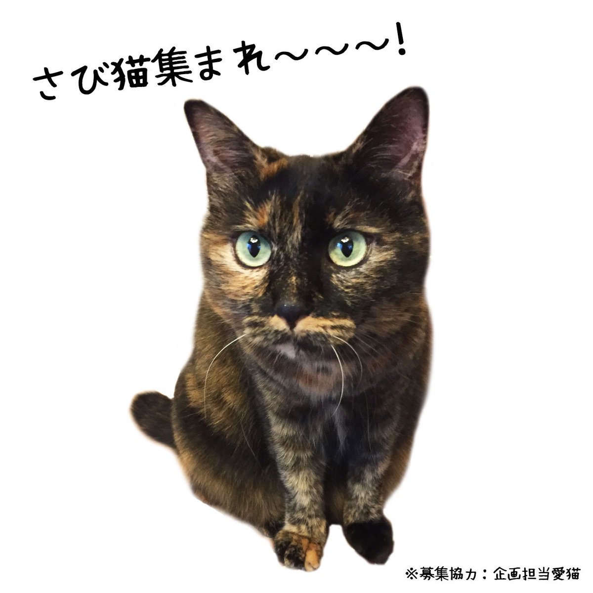 フェリシモ猫部 さび猫モデル大募集 ただいま猫部では さび猫デザインの商品を企画しています さび猫ファンのみにゃさま お待たせしました 商品を発表する際 Webやカタログに掲載するモデル猫を募集中 リプライでお写真をお送りいただけれ