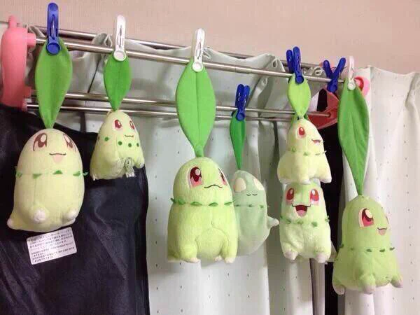 チコリータが一匹だけあかんｗｗ