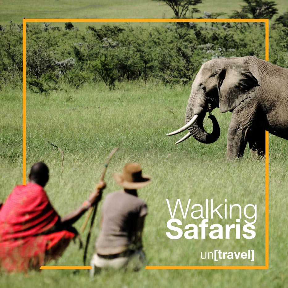 Where there's a will, there's a way.

Observing wild animals in their #habitat doesn't necessarily have to be intrusive. Choose a walking safari over a #vehicle safari. Apart from being #green, it is quite #adventurous.

#WalkingSafaris #GreenSafaris #AfricanWildlife