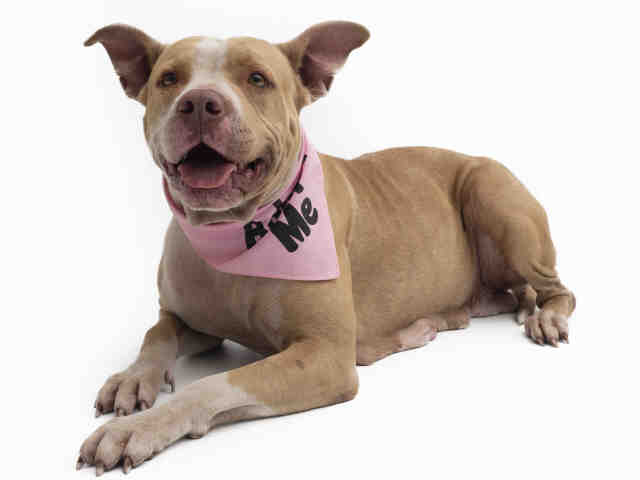 PJmiekidzandi's tweet photo. @TammieHedden 🚨#Orlando #Florida ..*🆘*URGENT! .. "LISA- ID #420561 located in ROOM #WD70" is 5 Yrs Old &amp; was DUMPED by her Owner in this #killshelter .⚠️NEEDS EMERGENCY MEDICAL- Heartworm Positive.😢She's in DANGER of being #KILLED TODAY, Tues, 5-21-2019 *RESERVE/HOLD https://t.co/S0w5UwFMjQ https://t.co/0hNz17Gwi4