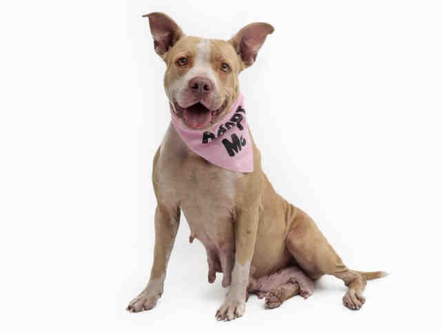PJmiekidzandi's tweet photo. @TammieHedden 🚨#Orlando #Florida ..*🆘*URGENT! .. "LISA- ID #420561 located in ROOM #WD70" is 5 Yrs Old &amp; was DUMPED by her Owner in this #killshelter .⚠️NEEDS EMERGENCY MEDICAL- Heartworm Positive.😢She's in DANGER of being #KILLED TODAY, Tues, 5-21-2019 *RESERVE/HOLD https://t.co/S0w5UwFMjQ https://t.co/0hNz17Gwi4