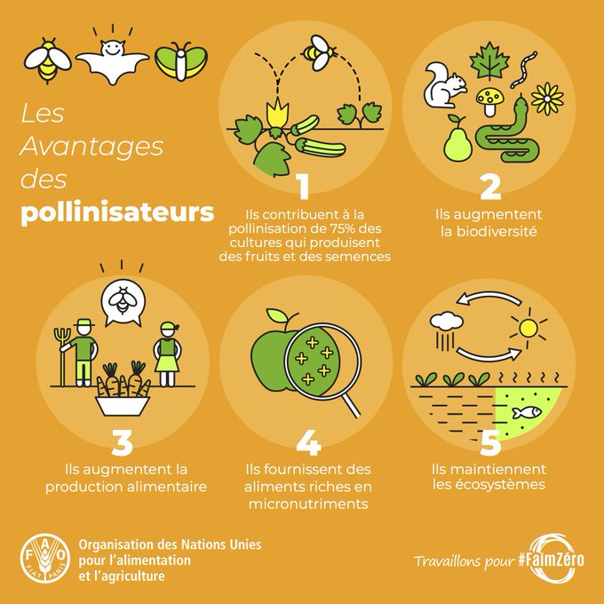 La sécurité alimentaire mondiale menacée par le déclin des abeilles basseychelles.wordpress.com/2019/05/21/la-…