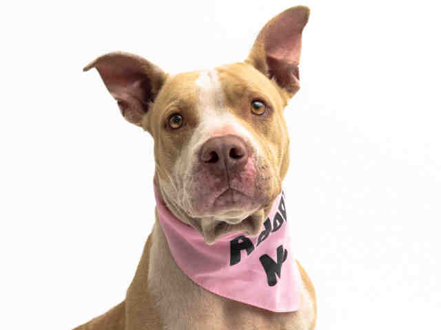PJmiekidzandi's tweet photo. @TammieHedden 🚨#Orlando #Florida ..*🆘*URGENT! .. "LISA- ID #420561 located in ROOM #WD70" is 5 Yrs Old &amp; was DUMPED by her Owner in this #killshelter .⚠️NEEDS EMERGENCY MEDICAL- Heartworm Positive.😢She's in DANGER of being #KILLED TODAY, Tues, 5-21-2019 *RESERVE/HOLD https://t.co/S0w5UwFMjQ https://t.co/0hNz17Gwi4