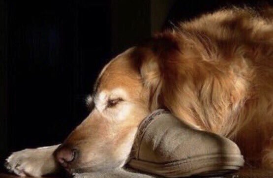 Old dogs-like old shoes-are comfortable. A little out of shape and worn around the edges, but they fit well.

#seniordogs #dogsarefamily
