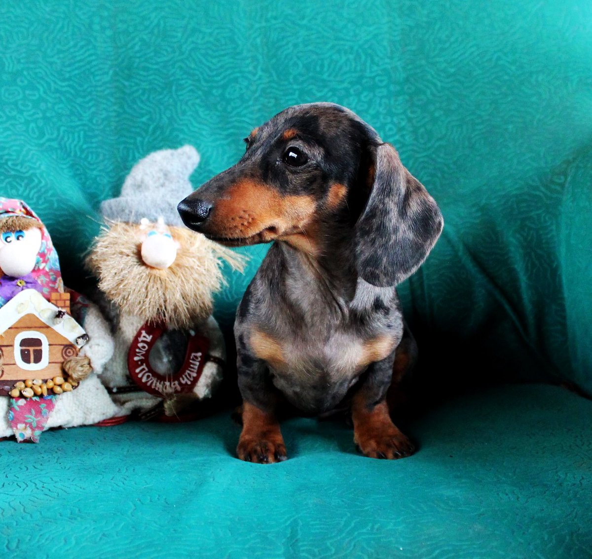 kaninchen dachshund for sale