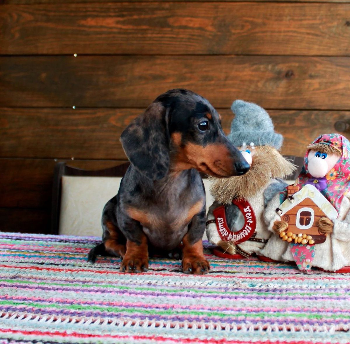 kaninchen dachshund for sale