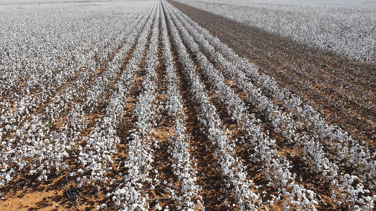 vanderMerweDMJ's tweet photo. Yesterday started harvesting cotton, will by far be our best dryland harvest and to think it was 10 weeks without rain after we planted 💪 #Cotton #CP960 @JohnDeere @cottonbureau @GrainSA @WandileSihlobo https://t.co/7p5bEdBBYD