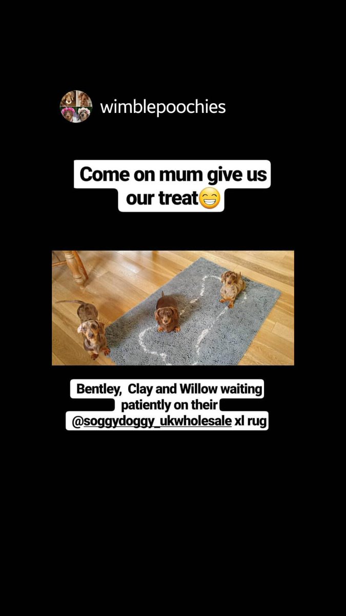 🐶Our favourite #dachshunds sinking their paws into the velvety soft noodles of the xl Soggy Doggy mats.. not just for soggy paws🐾 #dogfriendly #soggypaws #muddypaws #orvis #doggrooming