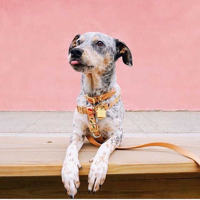 NICE_DIGS's tweet photo. @winniesburg giving you some old school #tonguesouttuesday goodness •
•
•
•
•
•
•
•
#walkingready #servinglewks #madeinmelbourne #tot #jungleconfetti  #stylishpup #puppylove #nicedigsdogwear #streetstyle #ootd #cutie #designerdogwear #nicedigs #n… https://t.co/Fgb8H93J0L https://t.co/51Cn0jzwJi