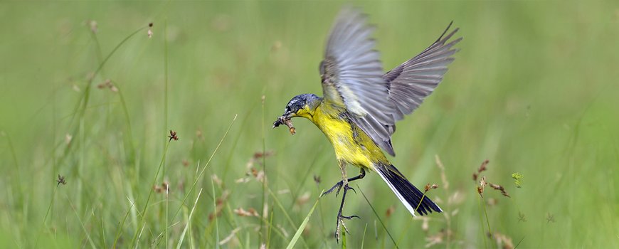 Europese verkiezingen: biodiversiteit is hét thema dlvr.it/R55t4m