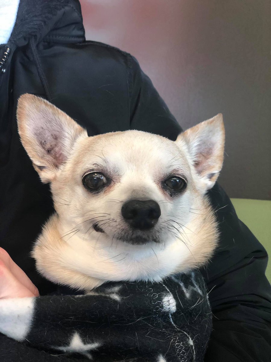 livelikeroo's tweet photo. I won’t sleep tonight. Newly adopted Dougie is in the ER. We were unable to get clean margins when we amputated his cancer-filled leg. I love this dog so much. Any amount helps. Our deposit was $2900 for hospitalization, bloodwork and a transfusion. https://t.co/VMTaqn2eJx ❤️💔 https://t.co/78EFd1kmrX