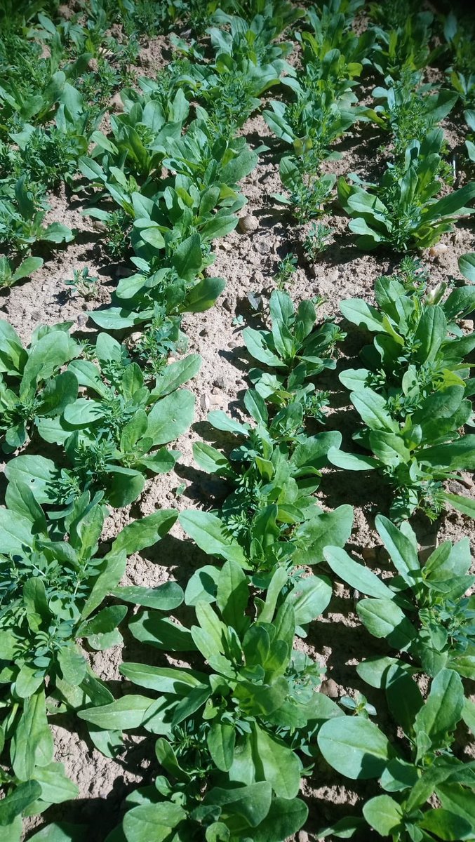 Adventices, réchauffement climatique et opportunisme : elles peuvent s'adapter très vite surtout si les conditions hivernales deviennent trop douces. Cas du vulpin, double levée très tardive de printemps dans des pois de Printemps semés en Avril