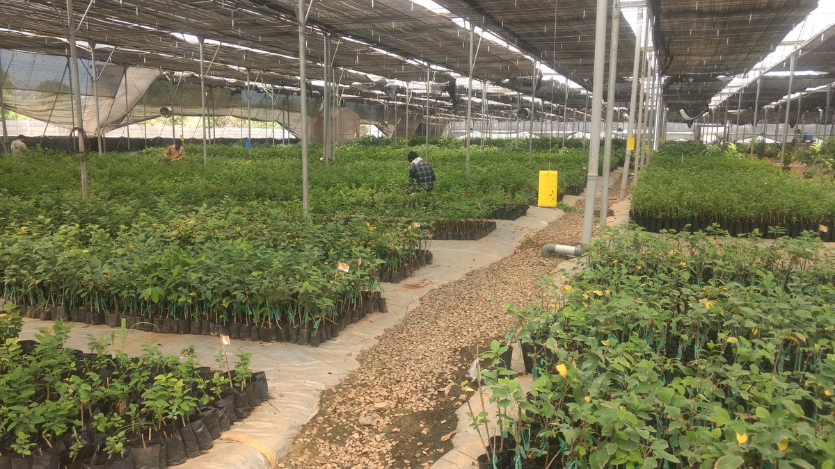 BDJade1's tweet photo. T 1635
In conventional fruits cultivation farmers can not earn more profit. 
#JainIrrigation provides Hi Tech production technology- 
#UltraHighDensity planting.
#Quality planting material from #Jain Nursery.
#Raised beds.
#DripIrrigation
#Fertigation
#Training n Prunning. https://t.co/Q9VQE32dH8