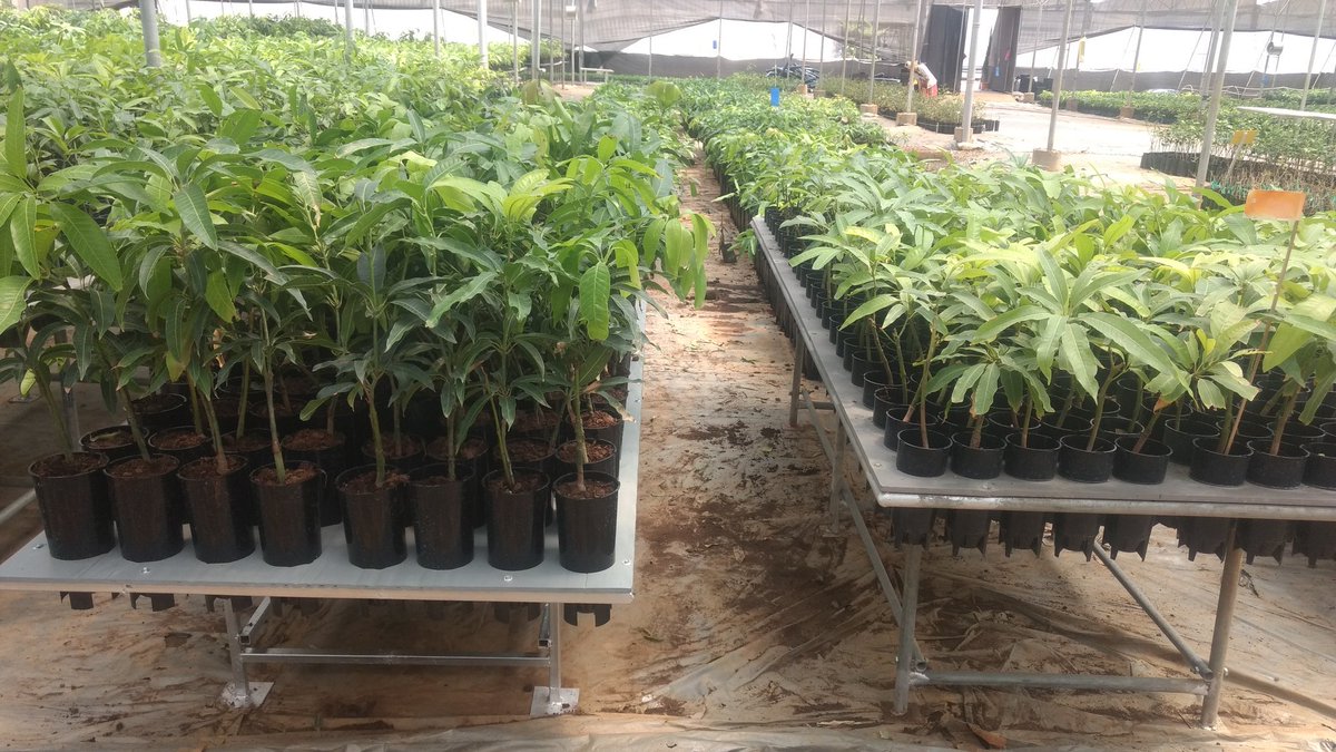 BDJade1's tweet photo. T 1635
In conventional fruits cultivation farmers can not earn more profit. 
#JainIrrigation provides Hi Tech production technology- 
#UltraHighDensity planting.
#Quality planting material from #Jain Nursery.
#Raised beds.
#DripIrrigation
#Fertigation
#Training n Prunning. https://t.co/Q9VQE32dH8