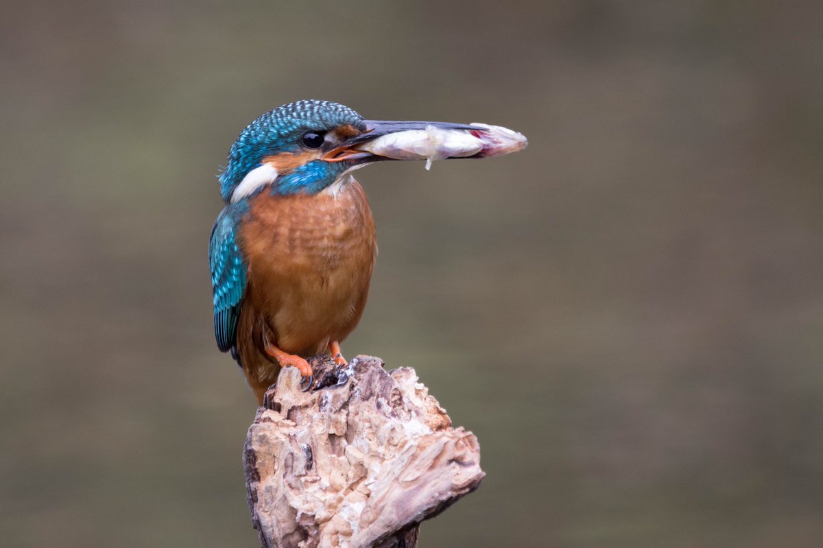 Wildlifehappens tweet media