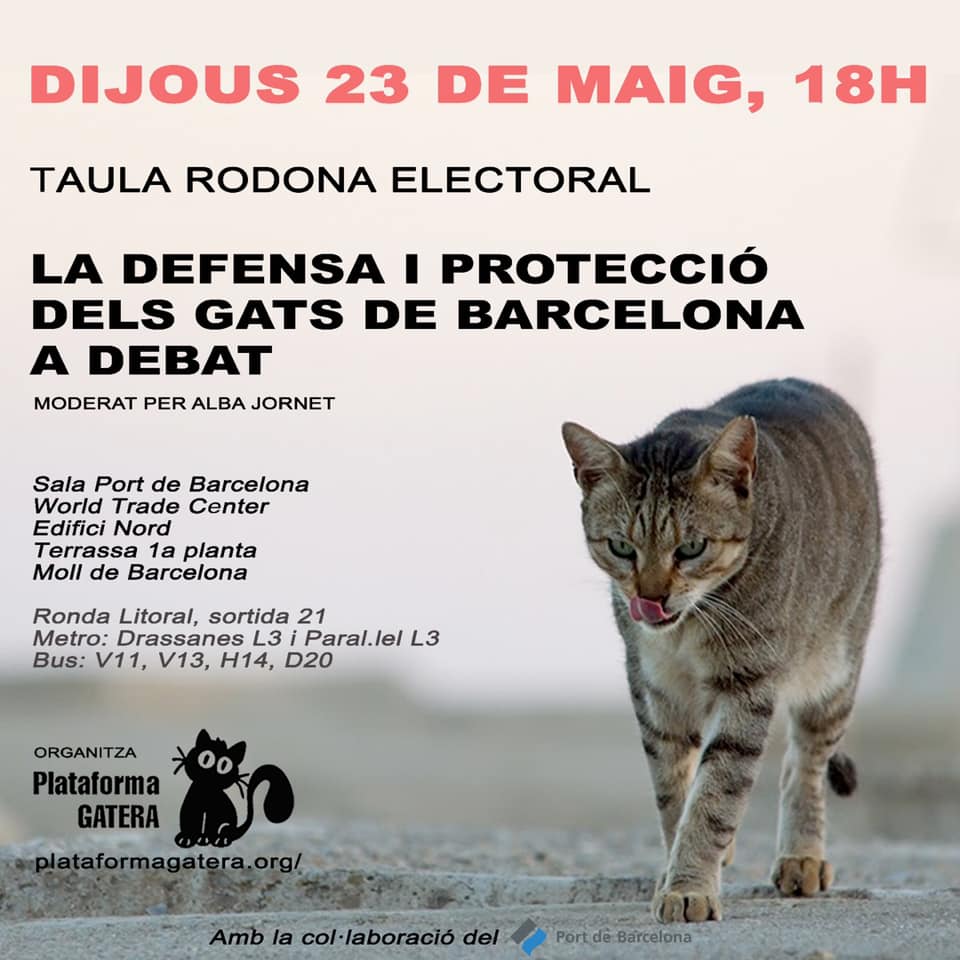 El_Gato_Paco's tweet photo. Mañana: encuentro con los políticos para hablar de la protección de los gatos de #Barcelona. 
‼️Es importante: después de las elecciones municipales, el futuro de mis compañeros esta en juego, una vez más. 😺🗳️😺
RT por favor! #VivaelCER https://t.co/hTerF1e9As