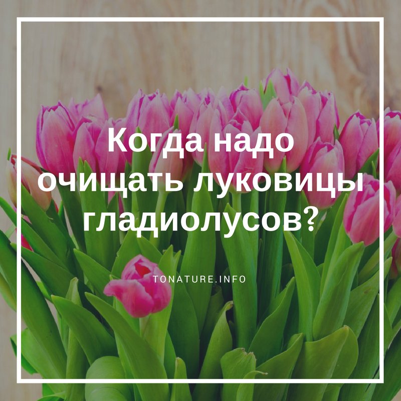 КОГДА НАДО ОЧИЩАТЬ ЛУКОВИЦЫ ГЛАДИОЛУСОВ?

tonature.info/kogda-nado-och…

#toNatureInfo #КомнатныеРастения #Растения #Тюльпаны #Цветы #ВыращиваниеТюльпанов #УсловияДляТюльпанов #ЛуковицыГладиолусов #ПосадкаТюльпанов