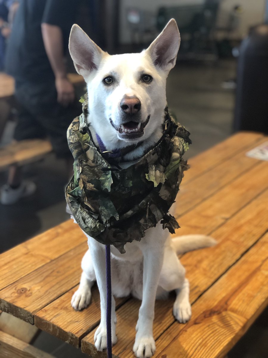Ivesmw's tweet photo. Who saved who? #NationalRescueDogDay https://t.co/lUbTW5BOuy