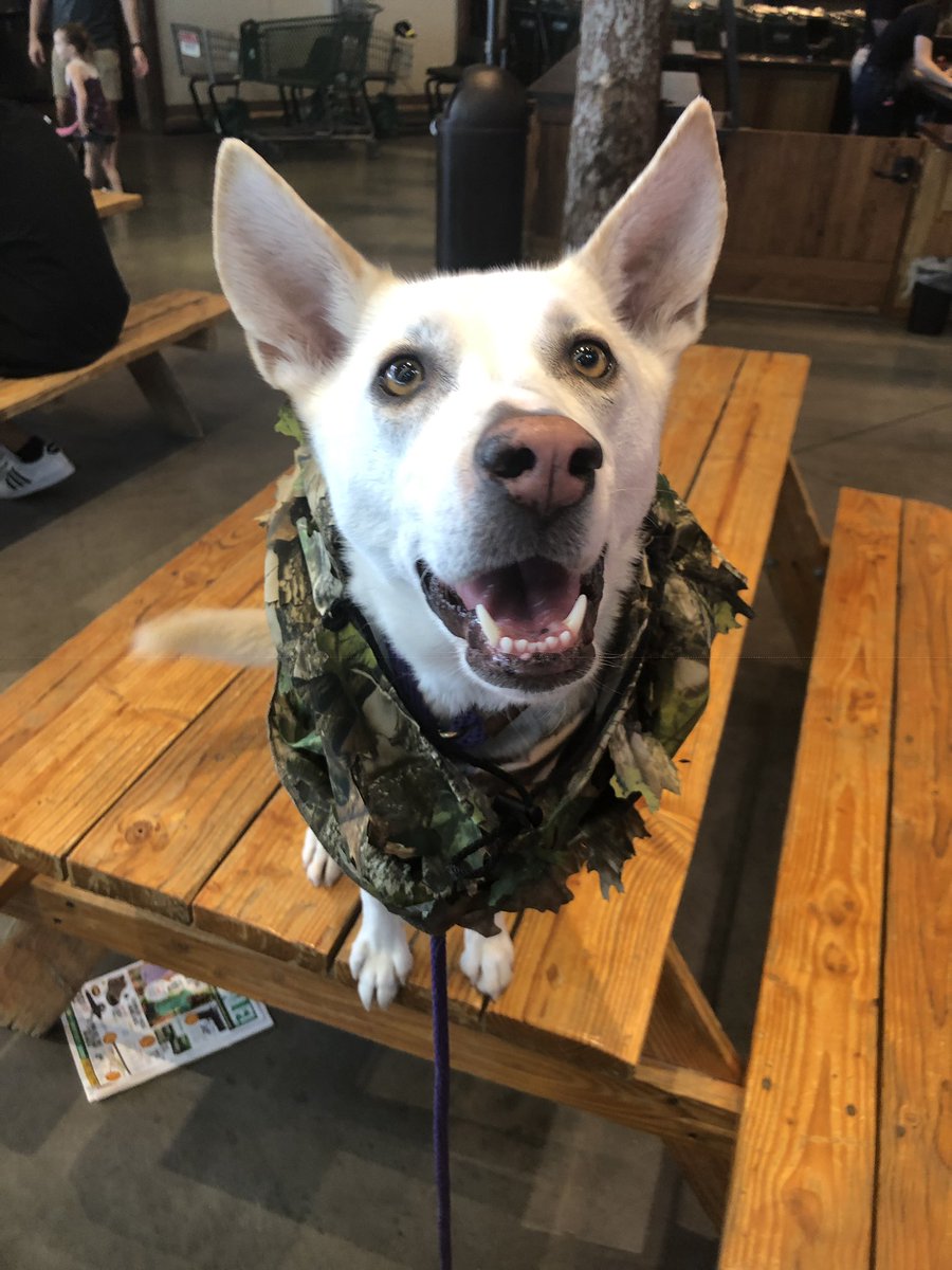 Ivesmw's tweet photo. Who saved who? #NationalRescueDogDay https://t.co/lUbTW5BOuy