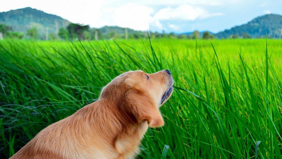 Good_Doggies's tweet photo. Why Does My Dog Eat Grass? https://t.co/J9VWQhePPz https://t.co/lSBMtXoKBS