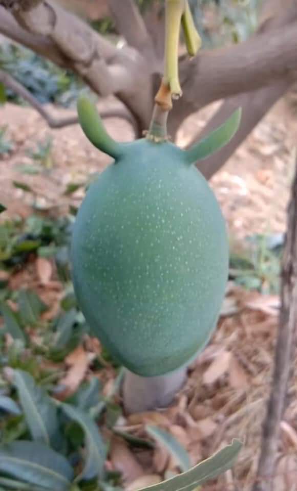 Yummy66280226's tweet photo. #Mango https://t.co/Dzljbxag57