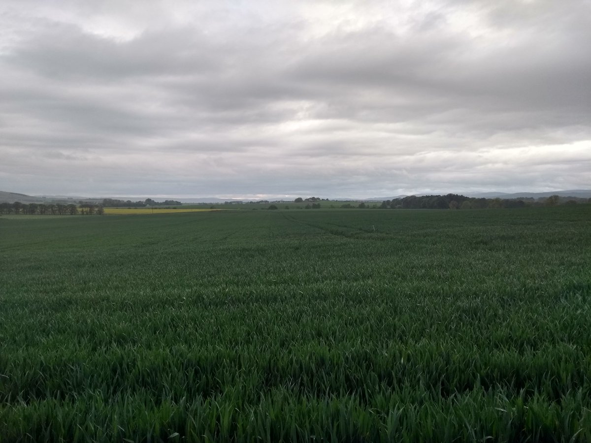 vaderbogger's tweet photo. Lovely drop of soft warm rain this morning, it should take us above 150mm for the year so far. #YEN #Skyscraper wheat looking well although the #Zulu has the higher biomass #Leadenskies https://t.co/4riyja2OgY