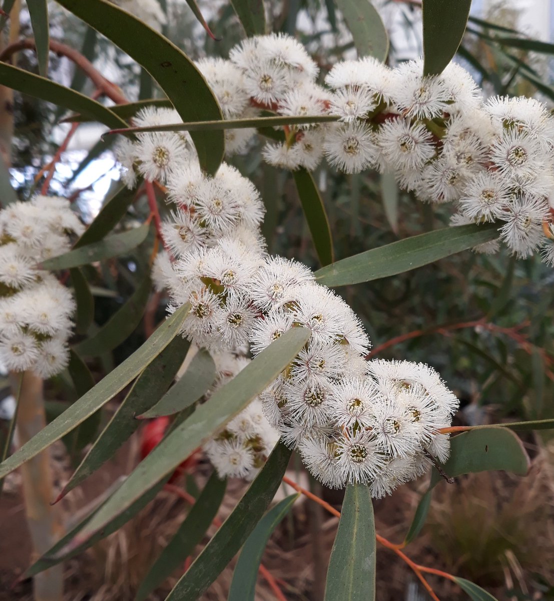 WoodyRhs's tweet photo. Densely-flowered stems of Eucalyptus gregsoniana shown by  @hardyeucalyptus at #RHSChelsea2019 https://t.co/ooVVzhoQ0M