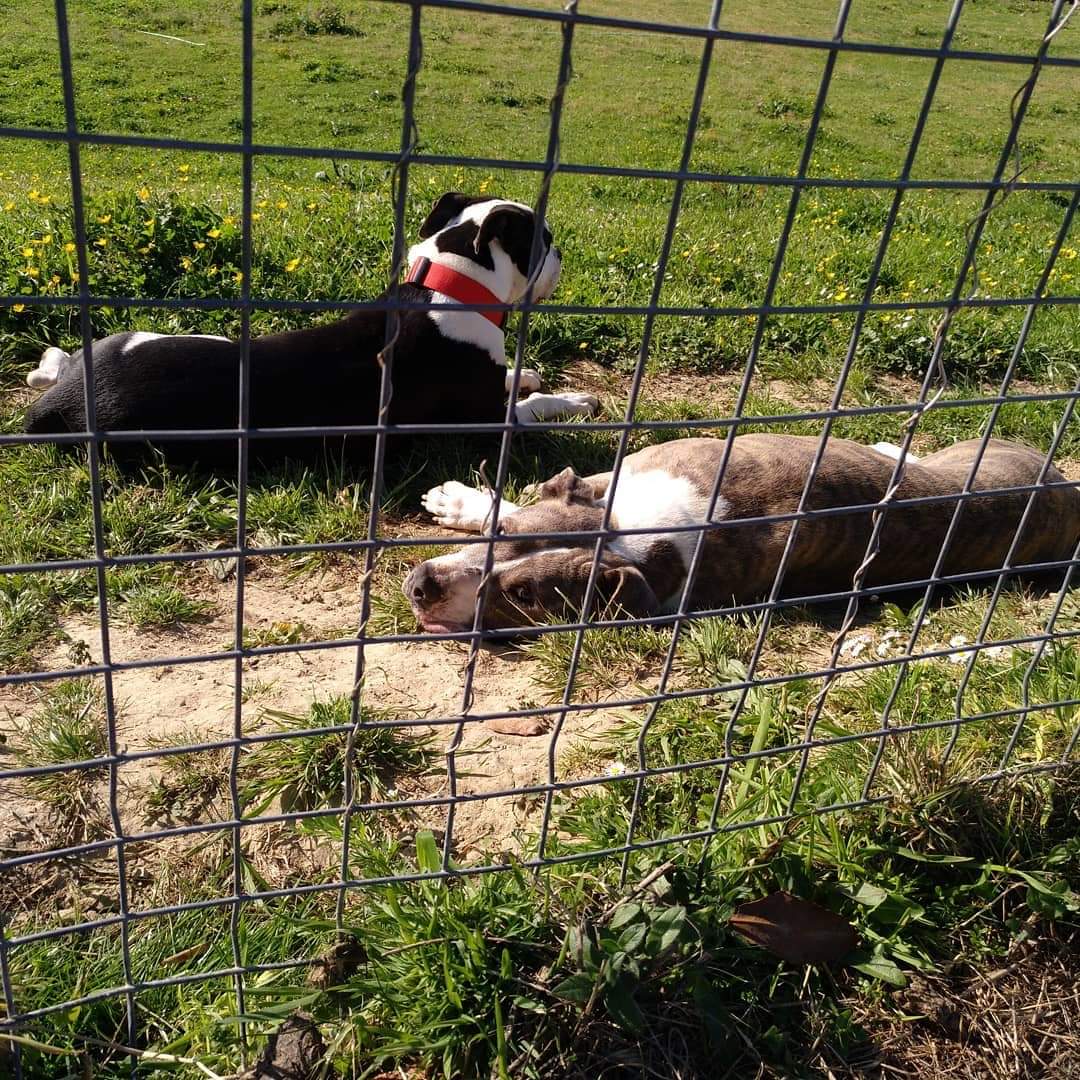 Somos Dalí y Soul. Nos hemos hecho amigos aquí, pero buscamos cada uno nuestra casa definitiva. ¿Te animas? Manda un correo a adoptasospitbull@gmail.com y si no puedes, difunde porfa, que no queremos seguir aquí dentro!
#adopta #acoge