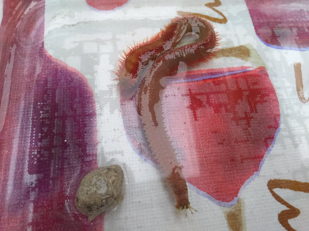 Nikki_Sea_Life's tweet photo. Marphysa sampling #polychaetes #marphysa #springlow #wormsampling #wormjaws #wormen #marinebiologists #coldandearlymornings #mostsouthernwormsamplesinafrica ๐ฟ๐ฆ๐๐๐๐ https://t.co/MiomfGRqdK