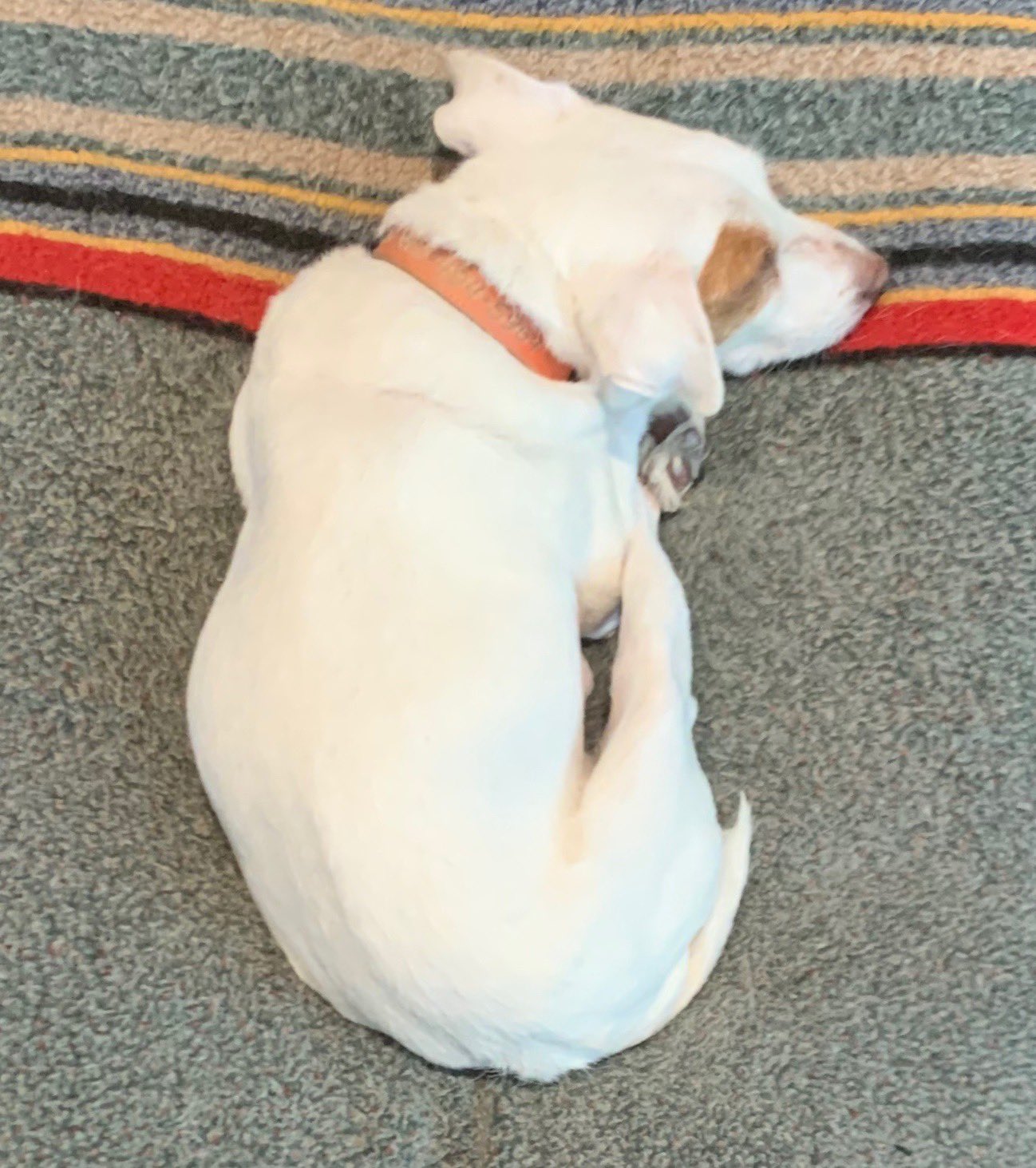 onofrio dog shows 2019