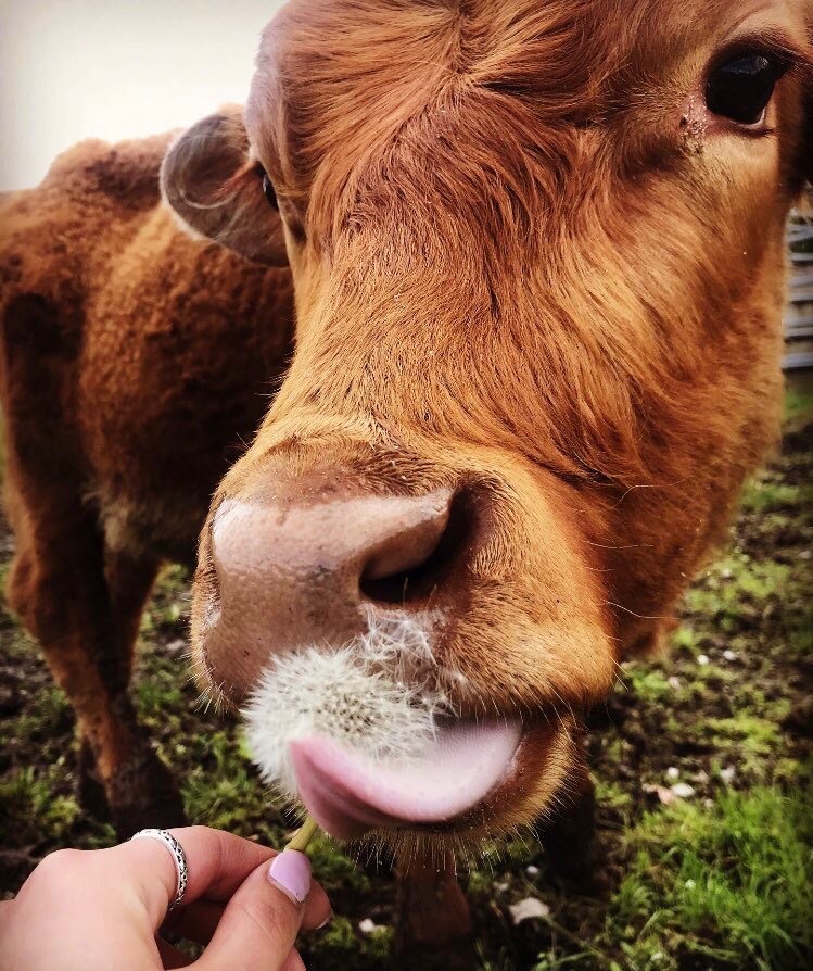 CowoftheDay1's tweet photo. 21st May 2019
Biscuit 🍪 
📷 @mlong48 https://t.co/exnWJbS0jz