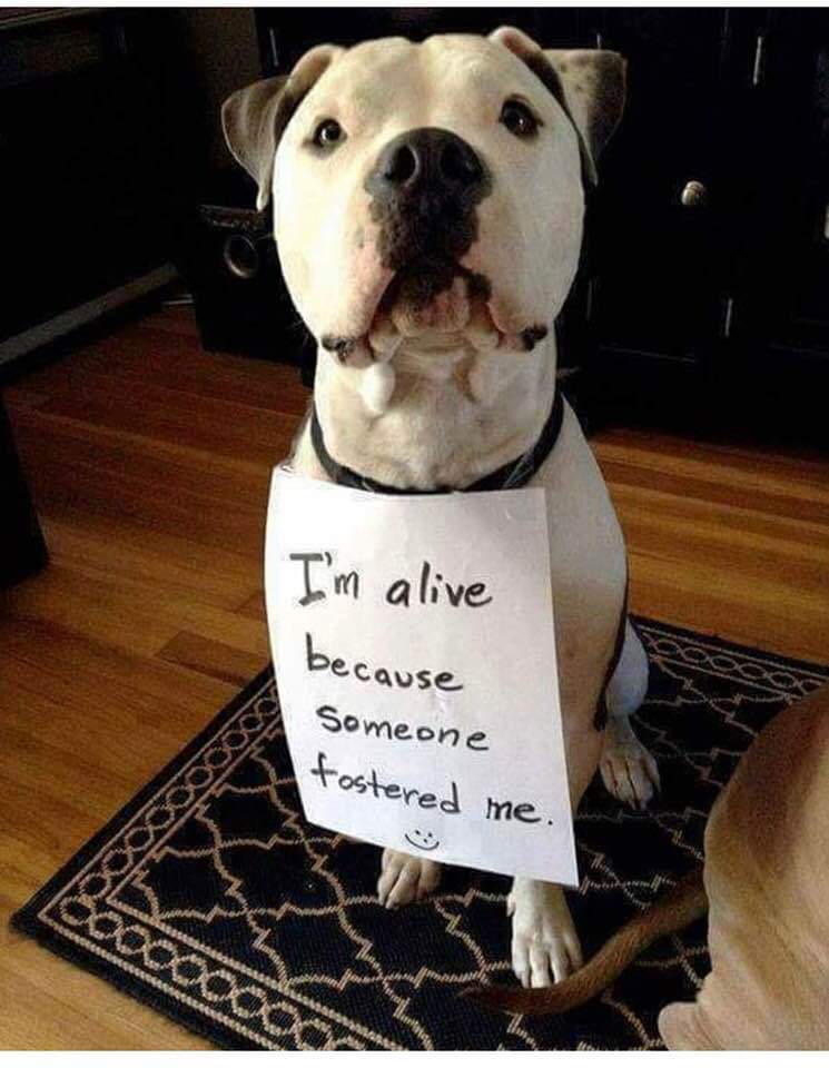 So very true #AdoptDontShop #fosterdog
