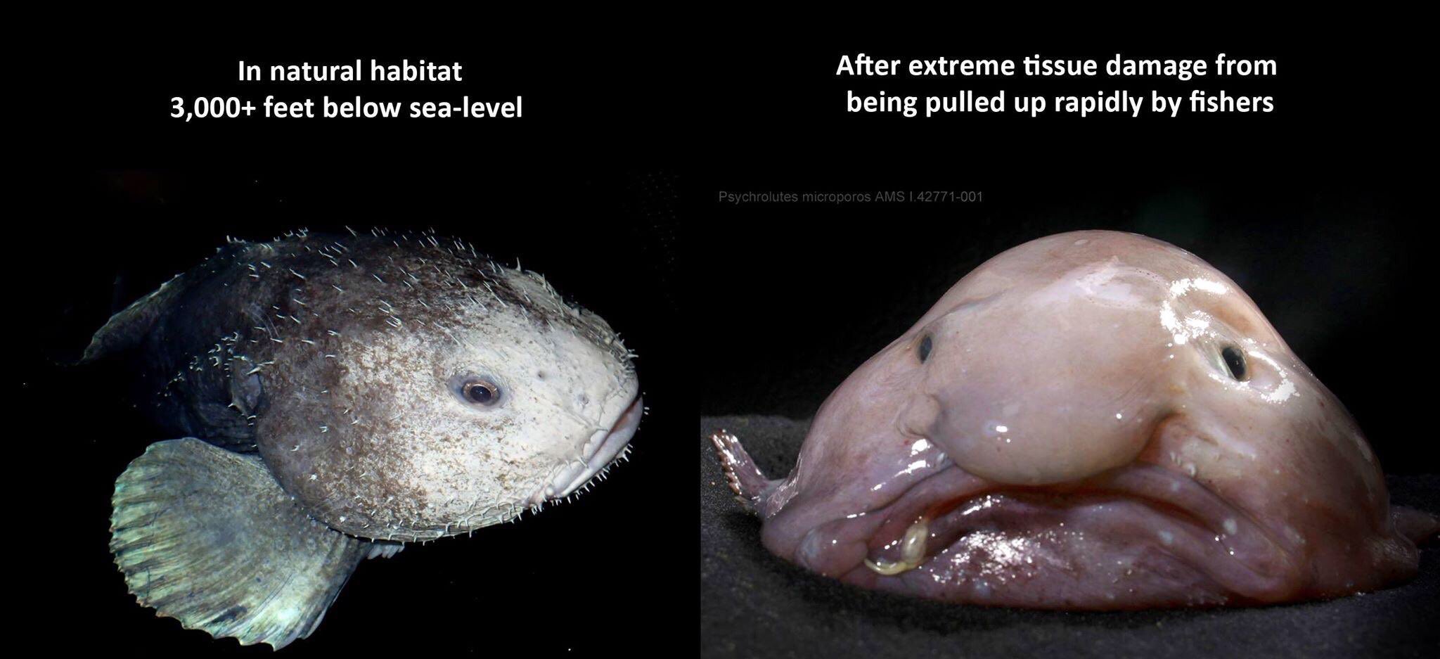 rubyiesu on X: til that a blobfish is just a regular ass fish until  somebody yeets it out of the depths too fast — can someone make a  Mitty-in-the-elevator meme #MadeInAbyss  /