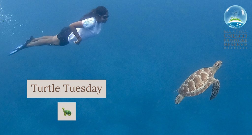 Turtle Tuesday 🐢 #turtletuesday #baaatoll #maldivesisland #photography #swimming #turtle #love #maldives #greenseaturtle #baaatoll #unesco #intalikes #oliveridley