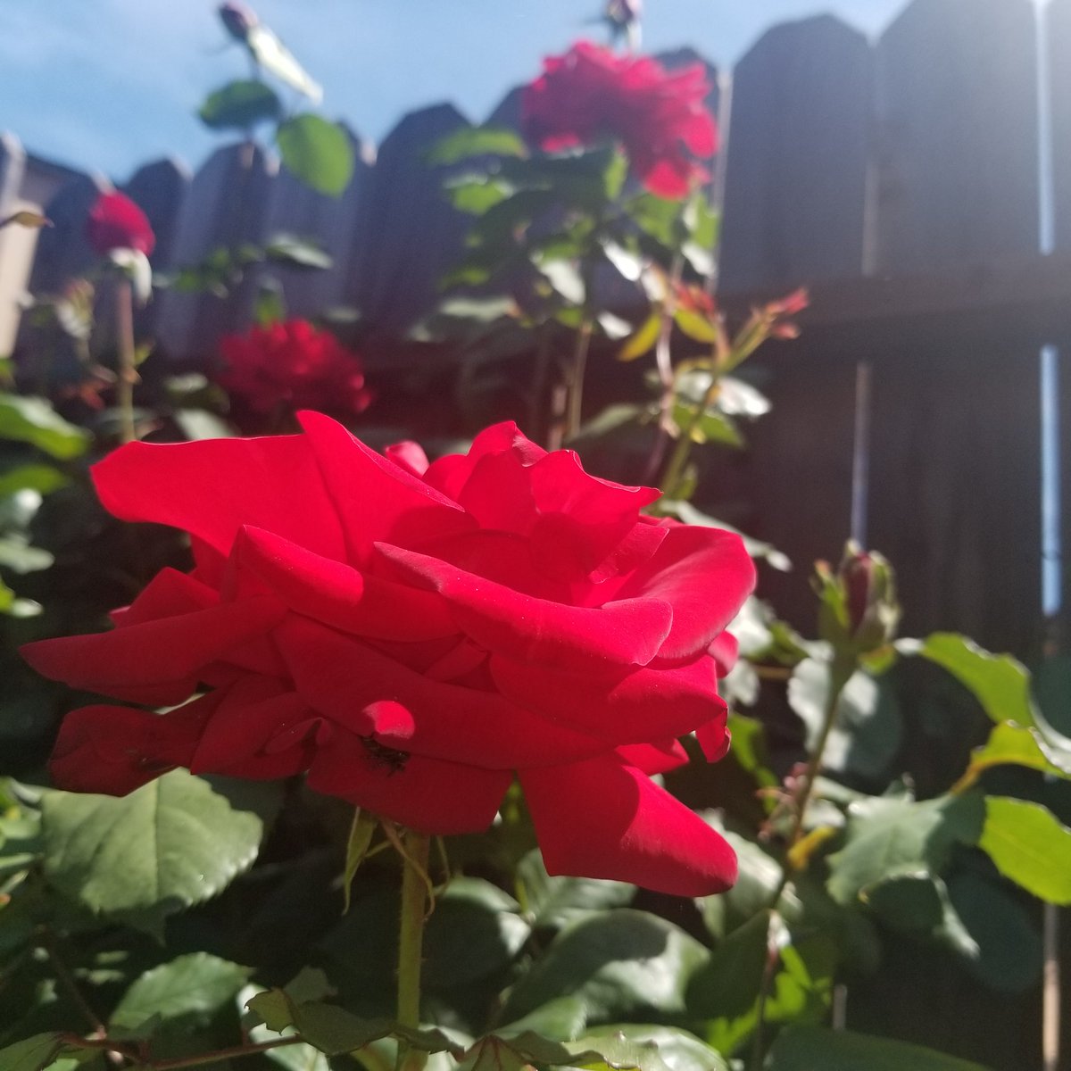 kevo_TheSaxMan's tweet photo. A rose bush is full of thorns. But then blooms beautiful flowers. MORAL: Don't let your surroundings determine who you become. https://t.co/WnbrrgU1x4