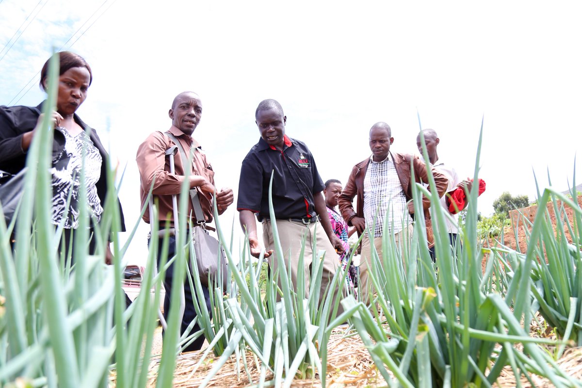 Josh Wama (@joshwama) on Twitter photo Are you interested in Urban #agriculture? look no further than the <a href="/KCCAUG/">Kampala Capital City Authority (KCCA)</a> Urban farming model to pick lessons and best practice. Open to the Public for Farm tours on Wednesday and Saturday between 9am and 2pm. Admission to the Centre is FREE of charge. #KCCAatWork #farming Are you interested in Urban #agriculture? look no further than the <a href="/KCCAUG/">Kampala Capital City Authority (KCCA)</a> Urban farming model to pick lessons and best practice. Open to the Public for Farm tours on Wednesday and Saturday between 9am and 2pm. Admission to the Centre is FREE of charge. #KCCAatWork #farming