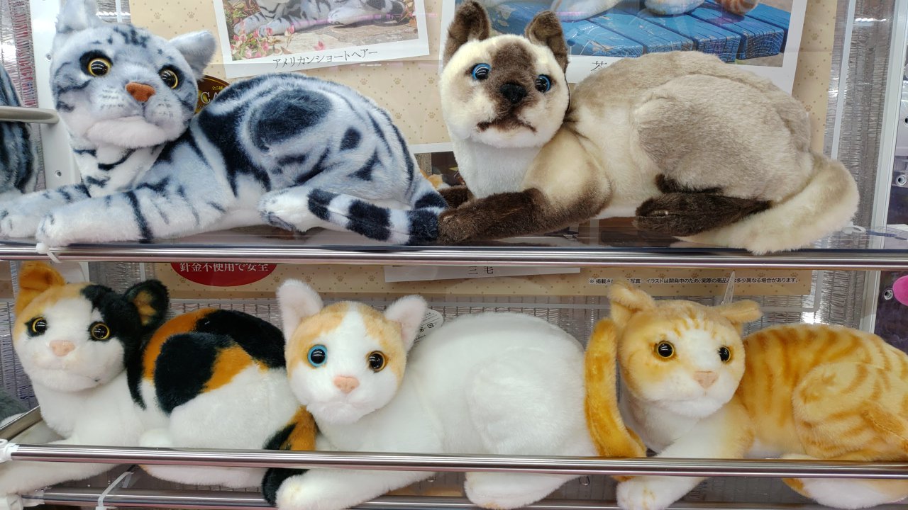 テクモピア伊丹店 リアルな猫のぬいぐるみ リアルな猫のぬいぐるみその弐 入荷しました 伊丹 イオンモール伊丹 テクモピア ぬいぐるみ リアルな猫のぬいぐるみ 猫 T Co 7svw2ppwia Twitter