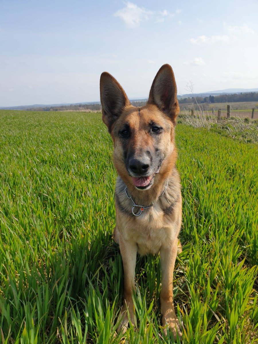PSOSDogs's tweet photo. Officers caught a housebreaker last night and then shouted on the help of #PDTora to find the stolen property. Tora did not let them down😊
#PropertyRecovered
#HousebreakerInTheJail
#TeamWorkMakesTheDreamWork https://t.co/Jp8UZehmbf
