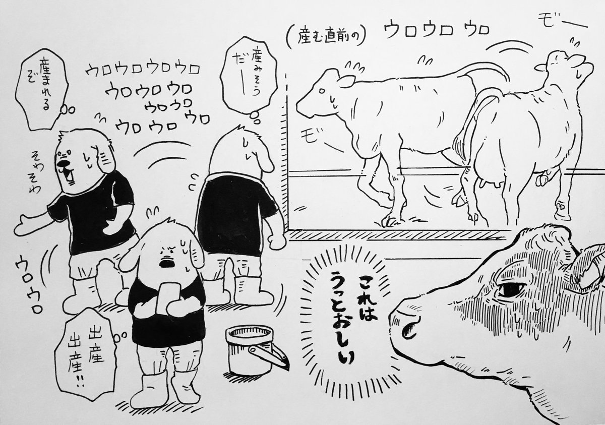 矢野畜産様・オウンドメディア『肉の手帳』にて、「国産牛」の漫画(2p)を描かせて頂きました！

その中で「牛の出産とそれを見守る社長と従業員」のシーンを描きましたが(1枚目)

牛の出産に立ち会っている時、自分はだいたいこんな感じ… 